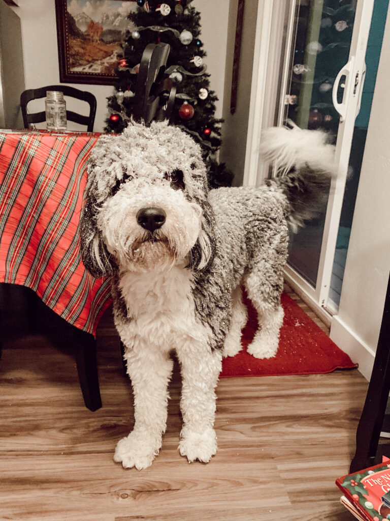 How To Communicate With Your Angel Animals